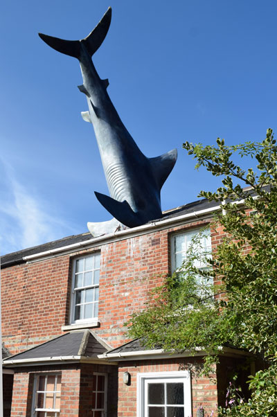 The Shark